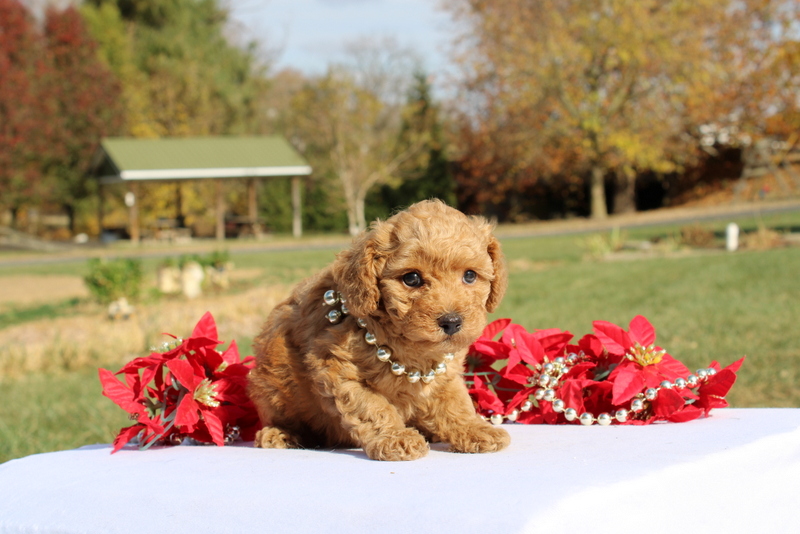 puppy, for, sale, Miniature Poodle, Matthew B. Stoltzfus, dog, breeder, Gap, PA, dog-breeder, puppy-for-sale, forsale, nearby, find, puppyfind, locator, puppylocator, aca